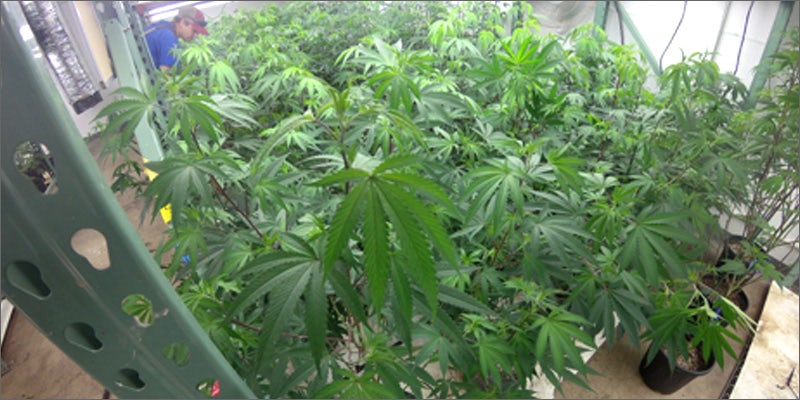 cc4 America’s Sweetheart Of Cannabis Debuts Chong’s Choice In Colorado