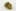 G-13 Haze Weed; G-13 Haze Cannabis Strain; G-13 Haze Hybrid Marijuana Strain