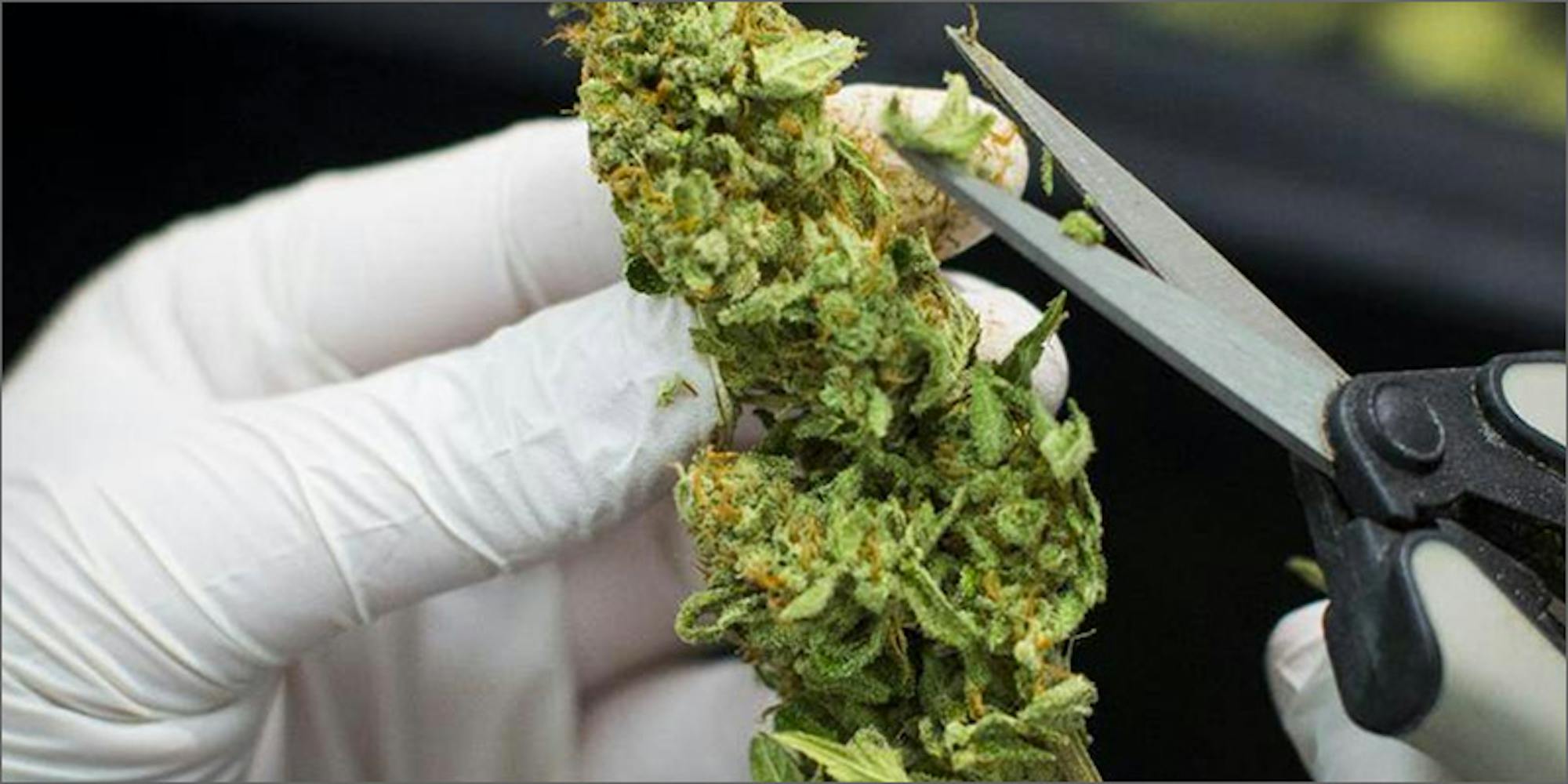 Workers Are Making Up To 500 A Day Trimming Weed In California Herb