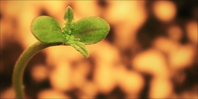 Autoflowering Cannabis Seeds
