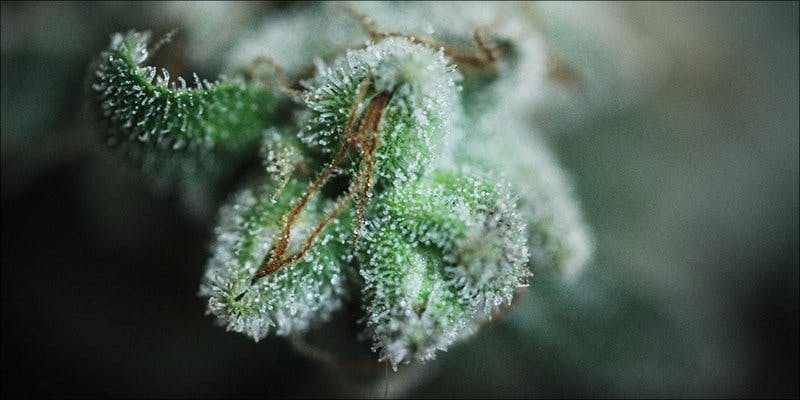 cannabis-calyxes-do-you-know-the-most-resinous-part-of-the-plant