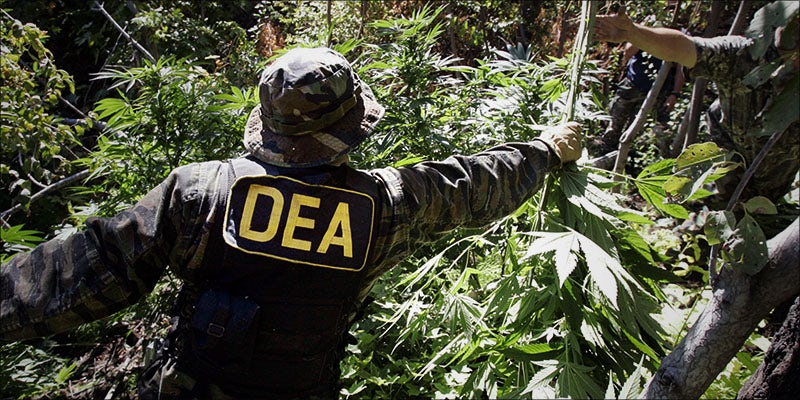 DEA Laments That 2 The DEA Has Quietly Removed Cannabis Lies From Its Website
