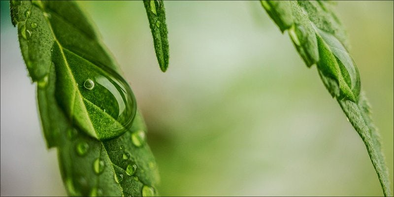 Flush Your Weed 2 3 Important Things Cannabis Nodes Are Telling You About Your Plant
