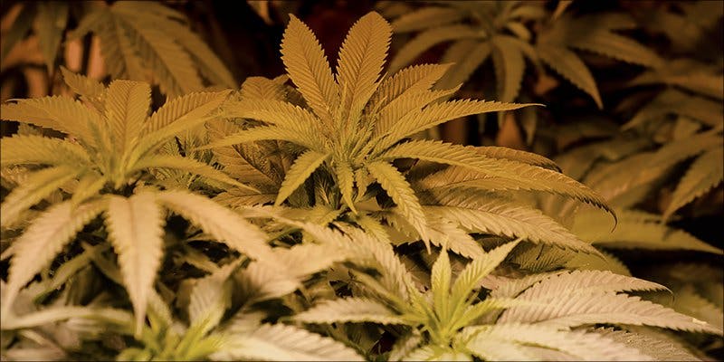 flush your weed