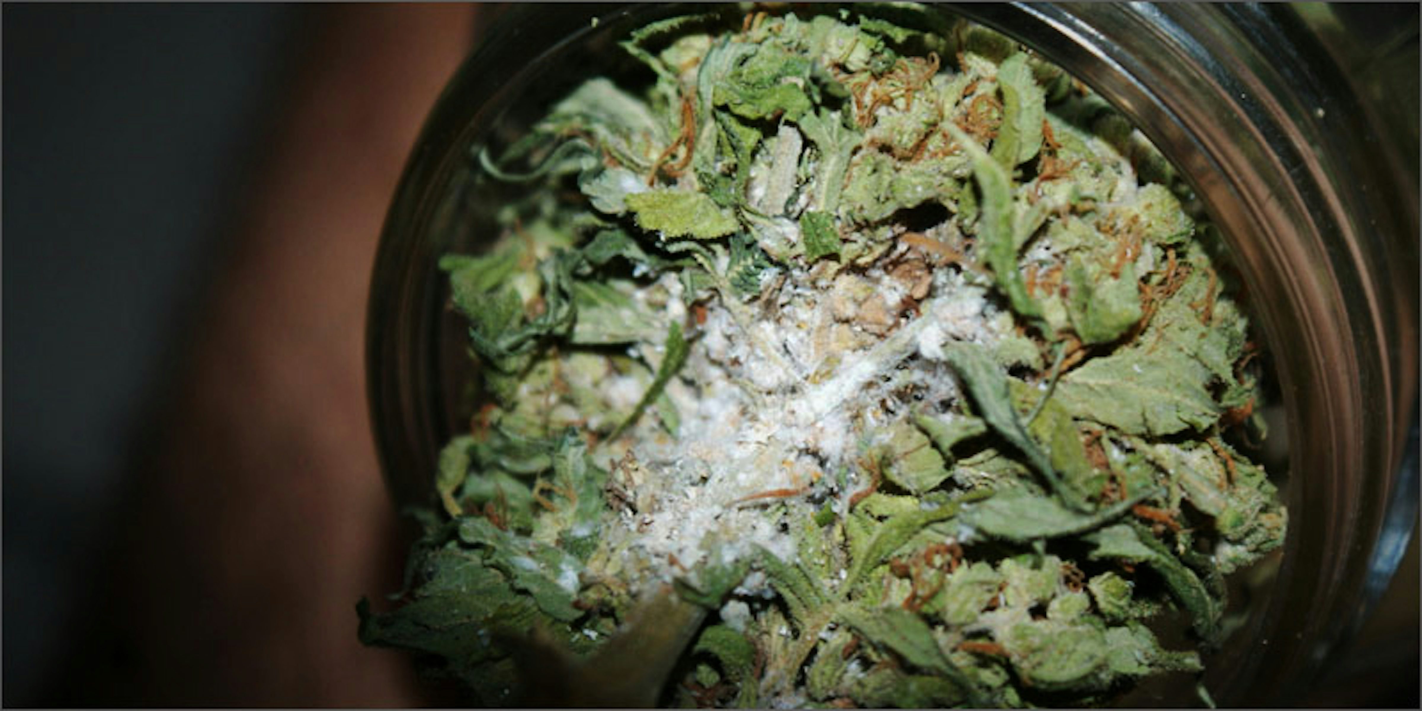 3 Easy Ways You Can Prevent Bud Rot In Your Weed Herb