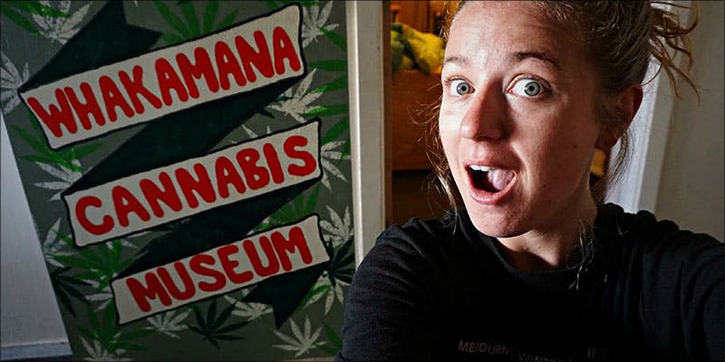 New Zealand Cannabis 5 New Zealands Only Cannabis Museum Informs & Empowers