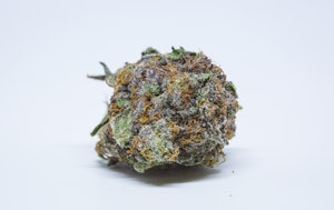 Purple OG Kush Marijuana Strain