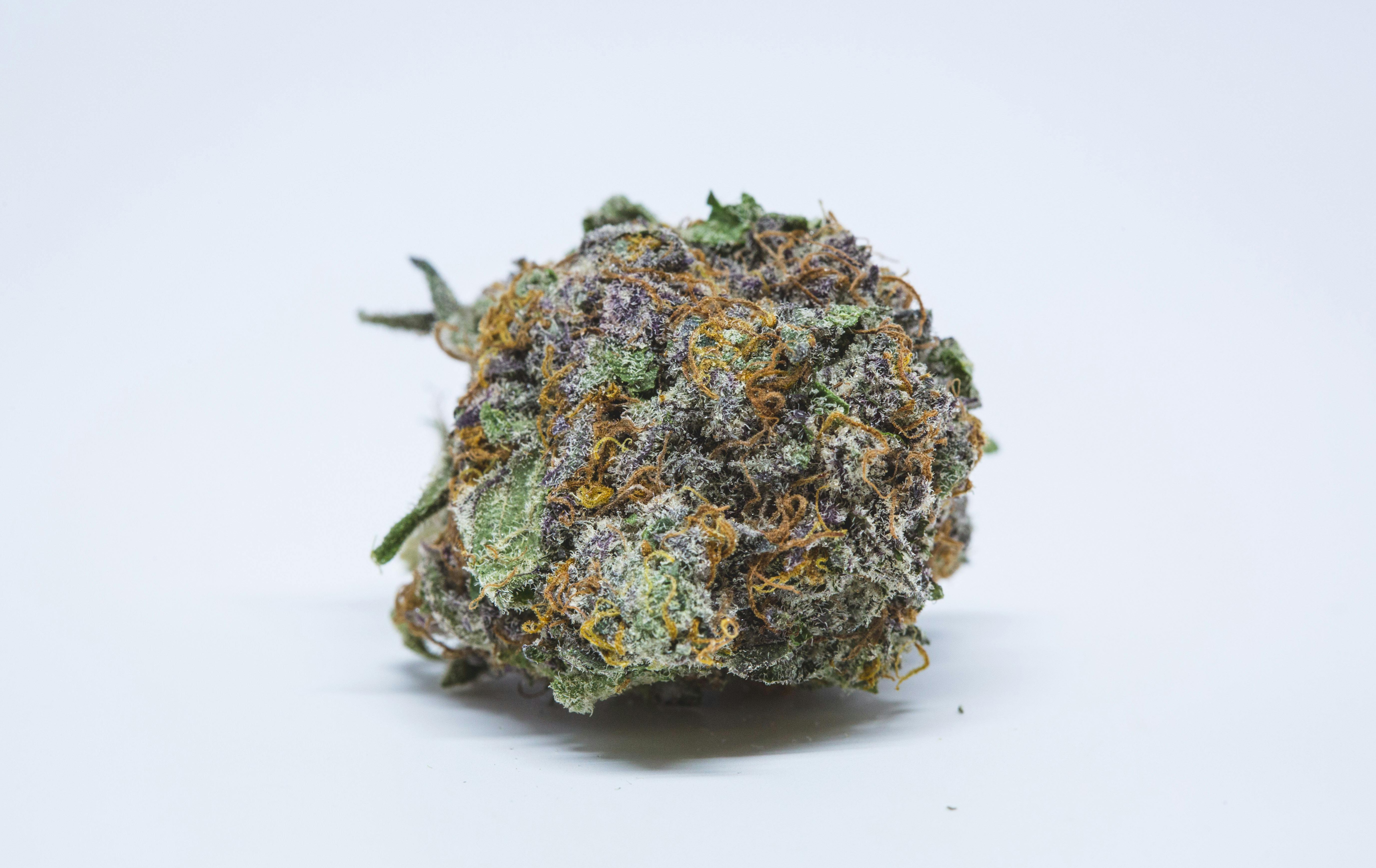 Purple OG Kush Weed; Purple OG Kush Cannabis Strain; Purple OG Kush Hybrid Marijuana Strain