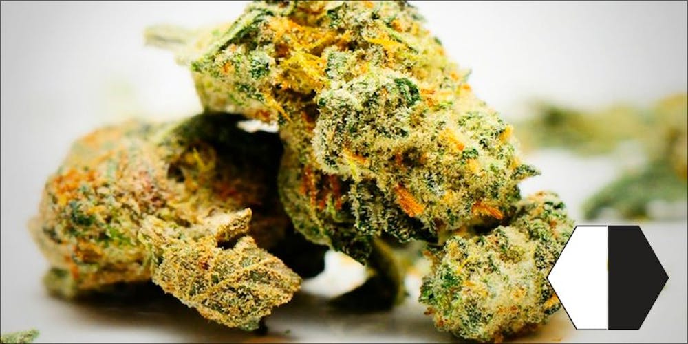 Juicy Fruit Strain of Marijuana Weed Cannabis Herb