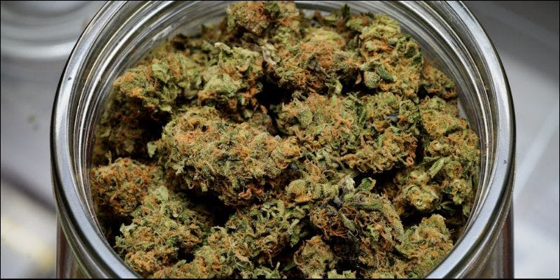 portland 2 3 Important Things Cannabis Nodes Are Telling You About Your Plant