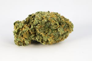 9 Pound Hammer Marijuana Strain