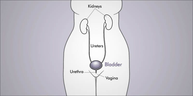 Cannabis vs Cystitis 1 Does Cannabis Help Cystitis, The Painful Bladder Syndrome?