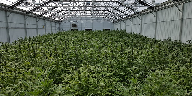 D8 LIVING This State Of The Art Cannabis Facility Is Changing The Industry