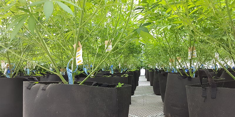 D8 no chemicals This Facility Is Cultivating The Future of Responsible Cannabis