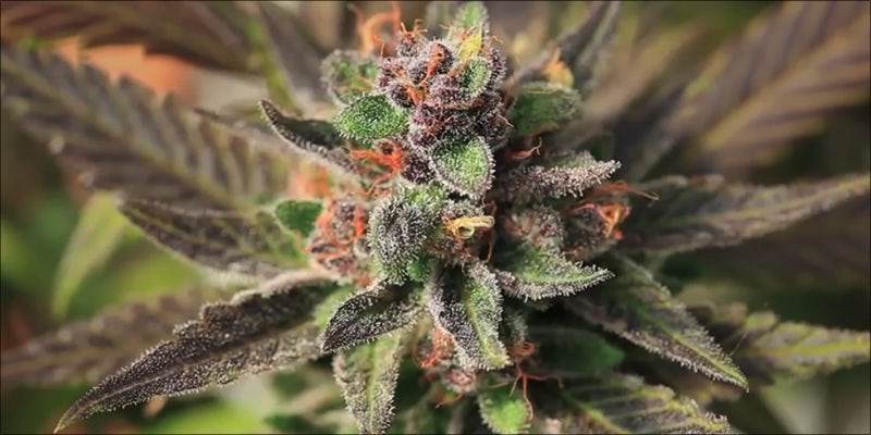 Delivery of Medical 3 This New York Dispensary Is First To Deliver Medical Cannabis