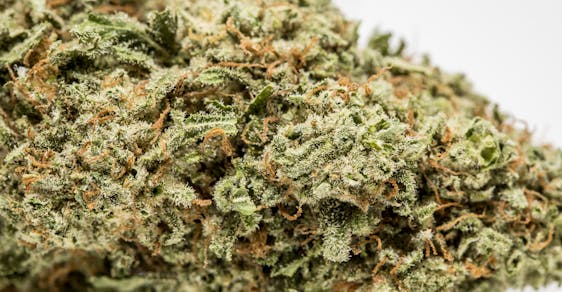 Pineapple Weed; Pineapple Cannabis Strain; Pineapple Hybrid Marijuana Strain