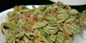 Purple Elephant Marijuana Strain