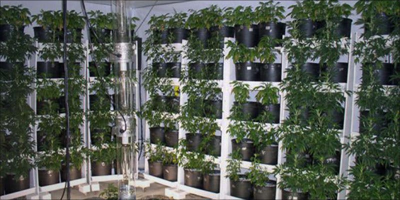 Vertical Farming The 3 Vertical Farming: Is This The Future Of Growing Cannabis?