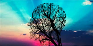 What Does Weed Do To Your Brain? | Herb