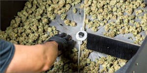 Hey Cultivators! Trim Quickly Without Sacrificing Quality With This New Cannabis Trimmer