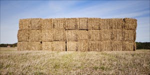 Incredible Cannabis Grow Worth Over $1 Million Found In Haystack