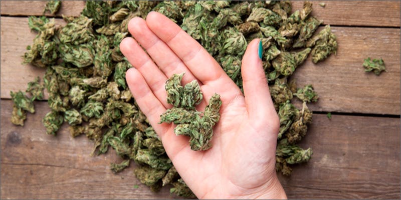 Vangst Cannabis Career Summit