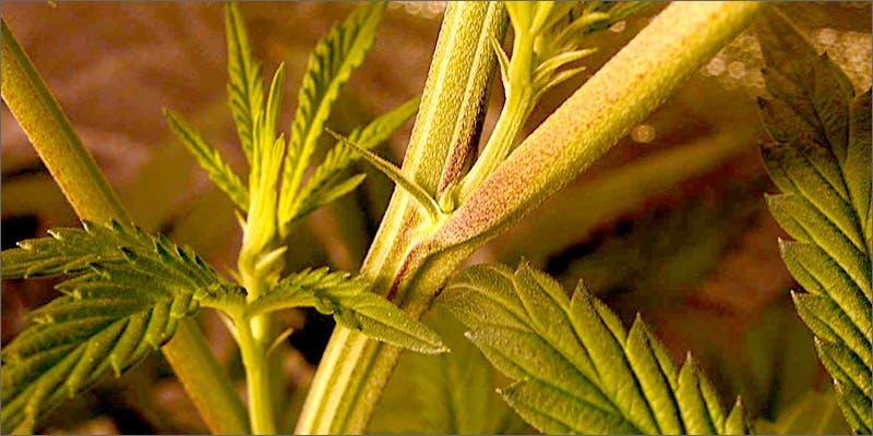 Male Flowers
