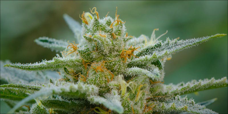 10 Strongest Hybrid 1 10 Strongest Hybrid Strains On Earth Right Now