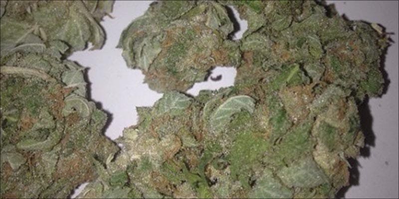 10 Strongest Hybrid 10 10 Strongest Hybrid Strains On Earth Right Now