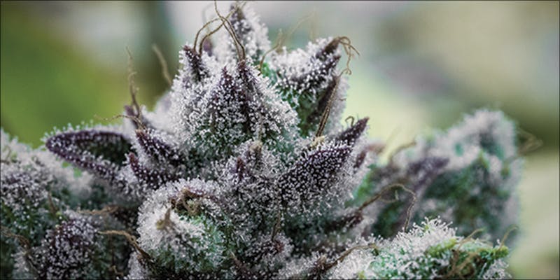 10 Strongest Hybrid 2 10 Strongest Hybrid Strains On Earth Right Now