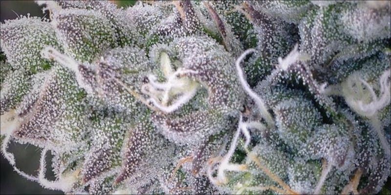 10 Strongest Hybrid 3 How To Make Magical Cannabis Ketchup In 3 Easy Steps