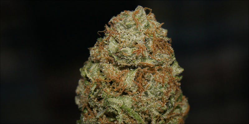 10 Strongest Hybrid 5 10 Strongest Hybrid Strains On Earth Right Now