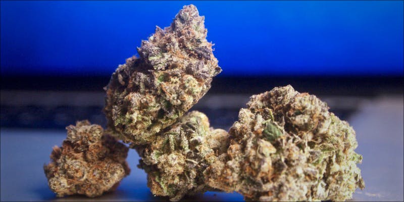 10 Strongest Hybrid 6 10 Strongest Hybrid Strains On Earth Right Now