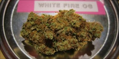 10 Strongest Hybrid 7 386x193 White Fire OG