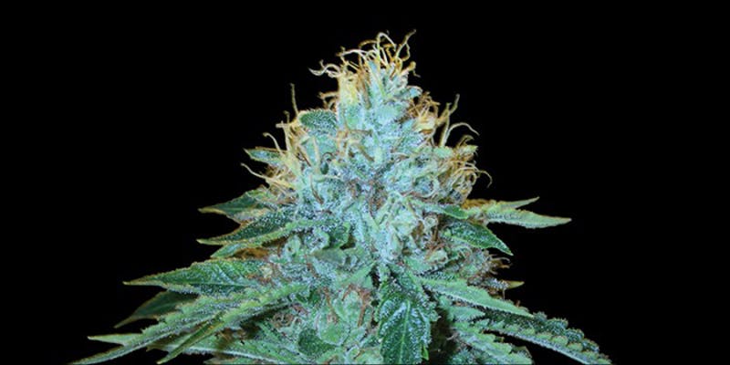 10 Strongest Hybrid 8 How To Make Magical Cannabis Ketchup In 3 Easy Steps