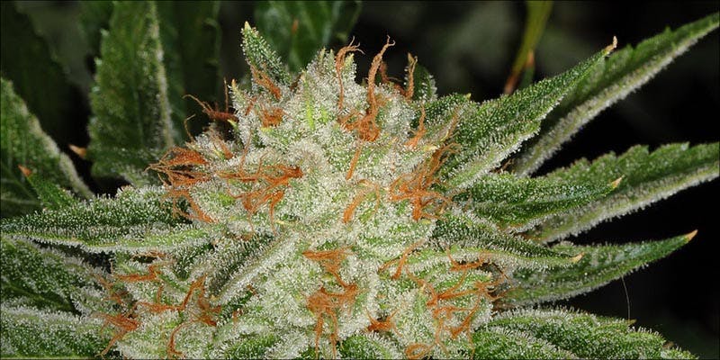 10 Strongest Hybrid 9 10 Strongest Hybrid Strains On Earth Right Now