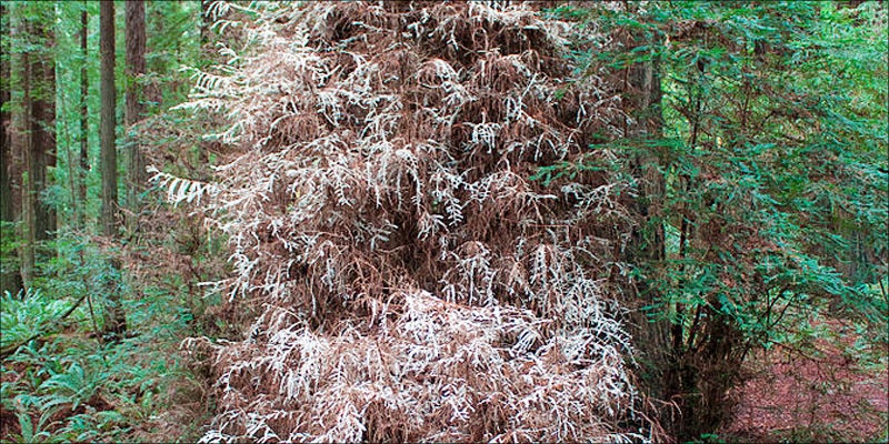 Albino 2 What Is Albino Weed, And Does It Really Exist?