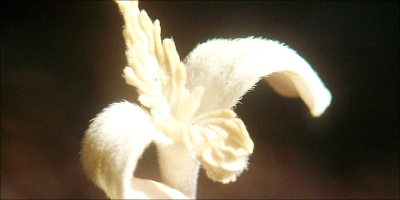 Albino 4 What Is Albino Weed, And Does It Really Exist?