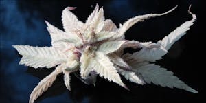 What Is Albino Weed, And Does It Really Exist?