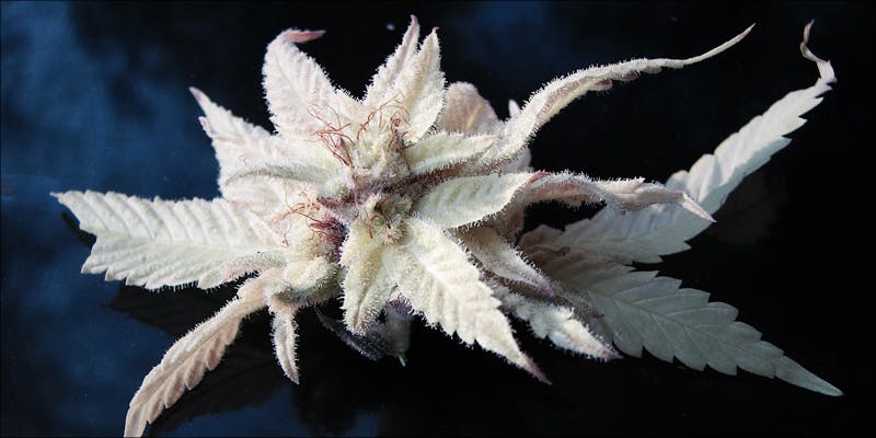 Albino weed