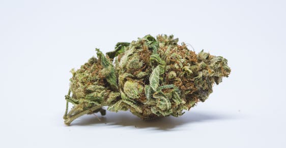 Jean Guy Weed; Jean Guy Cannabis Strain; Jean Guy Hybrid Marijuana Strain