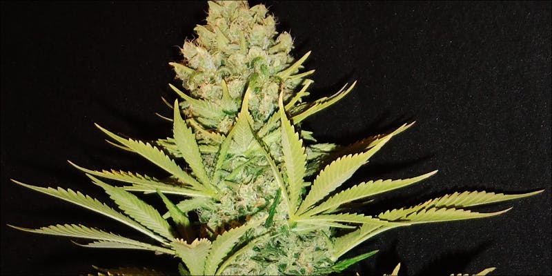 Big Bud XXL 1 Big Bud XXL From Ministry Of Cannabis: The Ultimate High Yielding Indica