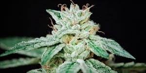 Big Bud XXL From Ministry Of Cannabis: The Ultimate High-Yielding Indica