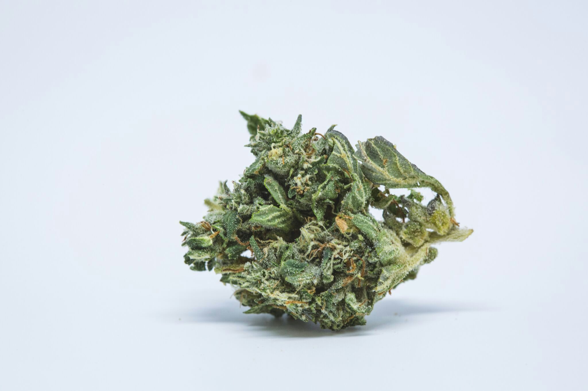 Gelato Marijuana Strain