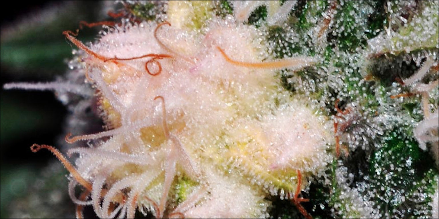 What Is Albino Weed, And Does It Really Exist? | Herb