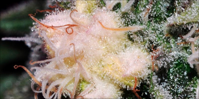 Herb 800x400 template What Is Albino Weed, And Does It Really Exist?