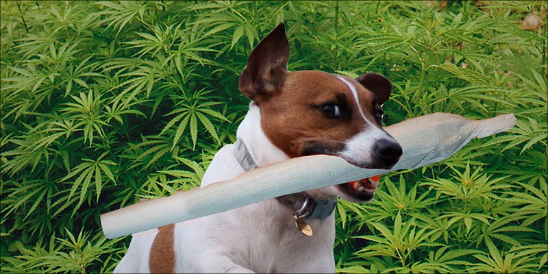 dog to find lost weed