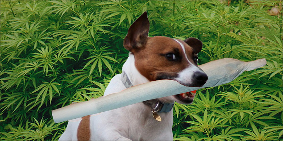 Dogs While High Can Animals Get High From Weed? | Herb
