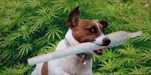 10 Easy Steps To Teach Your Dog To Find Lost Weed