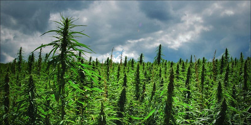 Move Aside Tobacco 3 Kentucky Tobacco Farmers Are Making A Surprise Switch To Hemp